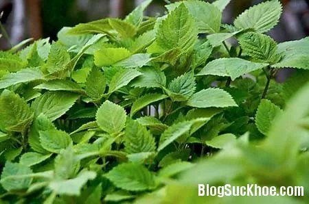 Thuốc nam chữa cảm lạnh, tiêu chảy
