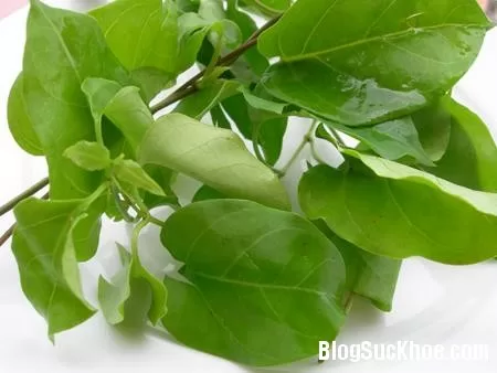 Lá giang, cây thuốc dân gian chữa đầy bụng không tiêu