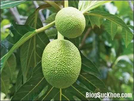 Cây sa kê chữa tiểu đường, gout
