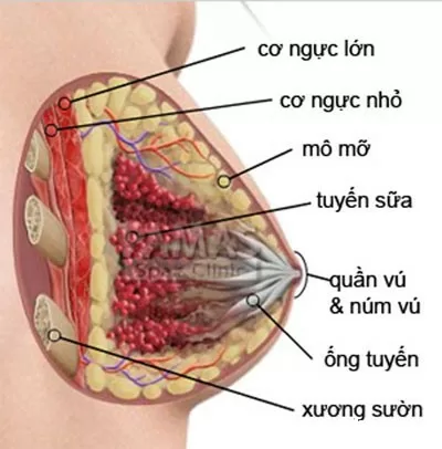 Thận trọng bệnh xơ nang tuyến vú