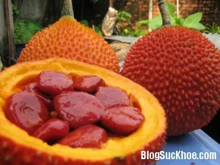 Hạt gấc cũng là một phương thuốc quý