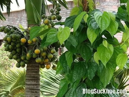 Bí quyết trị mụn cám đơn giản với lá trầu không