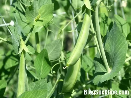 Món ăn bài thuốc từ đậu hà lan