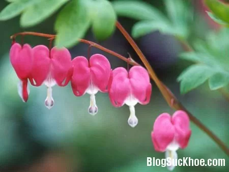 Hoa Ti-gôn hỗ trợ chữa bệnh tiểu đường
