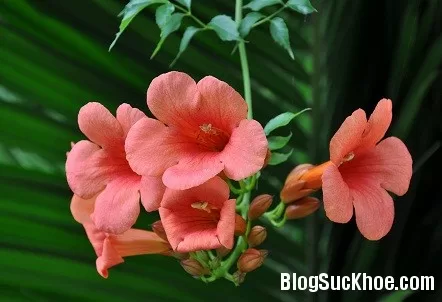 Bài thuốc từ hoa lăng tiêu