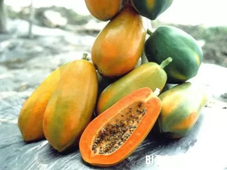 Đu đủ cũng là một liều thuốc chữa bệnh