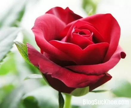 Da hết nám nhờ hoa hồng và hoa cúc