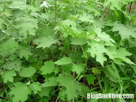Cây ké hoa đào chữa bướu cổ