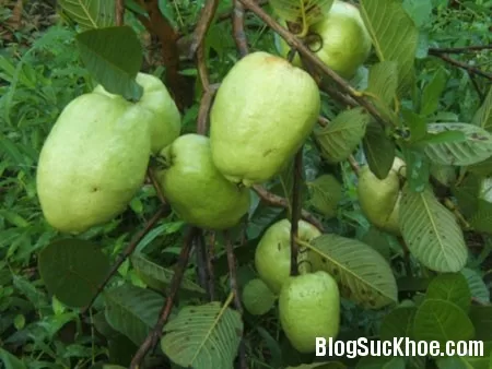 Ổi làm đẹp da
