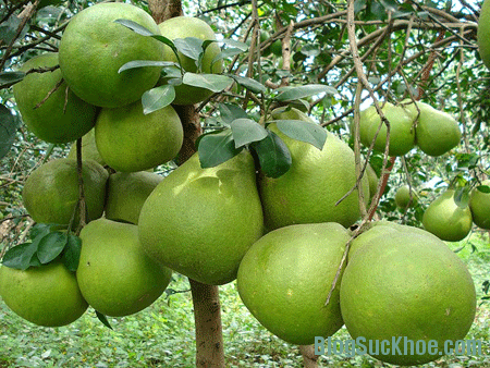 Trái bưởi làm thuốc