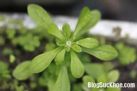 Rau khúc chữa hen suyễn