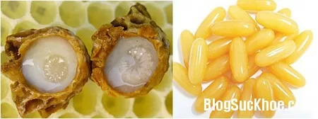 Sữa ong chúa, nhiều lợi ích nhưng lưu ý tác dụng phụ