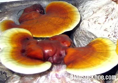 Tác dụng chữa bệnh của nấm linh xanh