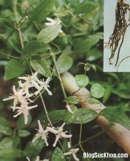 Cây uy linh tiên trị thấp khớp
