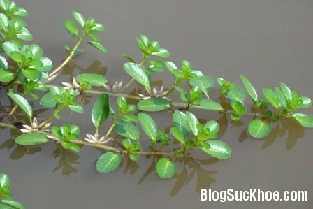 Rau dừa nước chữa sỏi tiết niệu