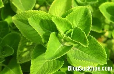 Công dụng không ngờ của húng chanh