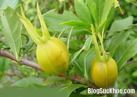 Cây dành dành chữa viêm gan