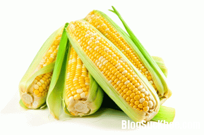 Ăn ngô nhiều sẽ nhanh béo!