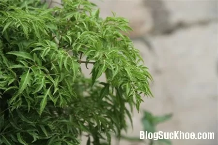 Bài thuốc tăng sức đề kháng từ cây đinh lăng