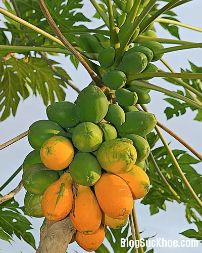 Trái cây ngon, vị thuốc hay từ đu đủ