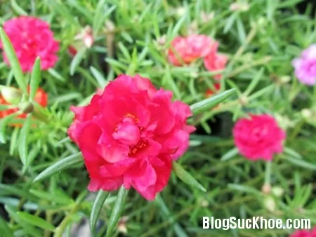 Hoa mười giờ trị bỏng