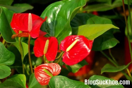 6 loại hoa ngày Tết gây ảnh hưởng đến sức khỏe của bạn