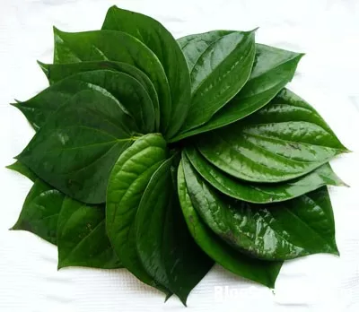 Lá trầu không chữa bệnh viêm nhiễm vùng kín