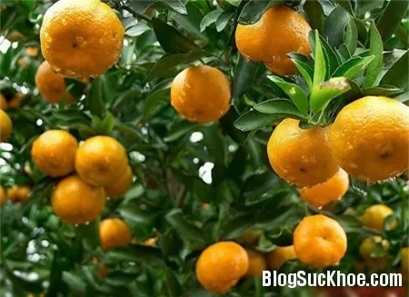 Quả quýt có nhiều công dụng với sinh lực của các đấng mày râu