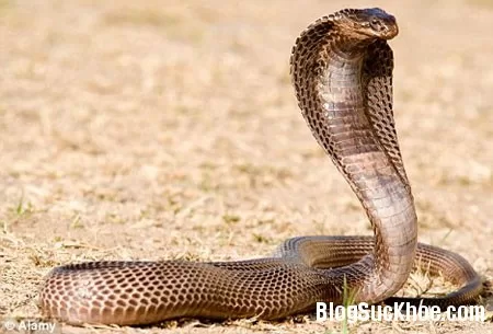 Sơ cứu khi bị rắn cắn