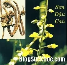 Các bài thuốc chữa viêm amidan hiệu quả