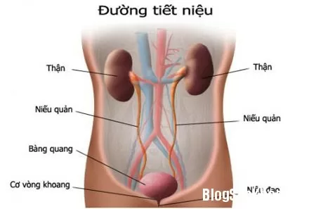 Nguyên nhân gây viêm đường tiết niệu ở nữ giới