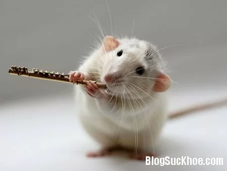 Cách chăm sóc vết thương khi bị chuột cắn