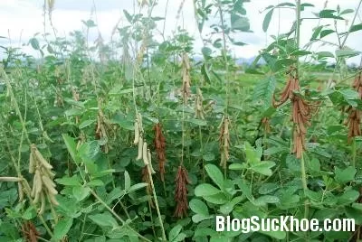 Dùng cây lục lạc ba lá chữa nhiều bệnh