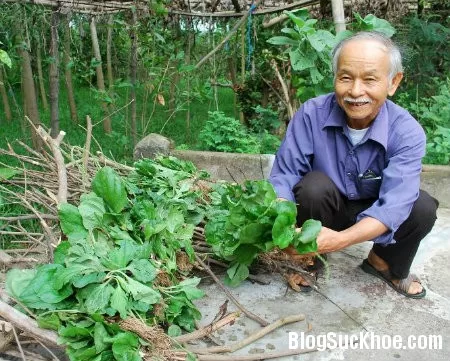 Một số công dụng của rau mã đề