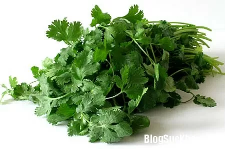 Rau mùi ta trị kiết lỵ, đầy bụng khó tiêu