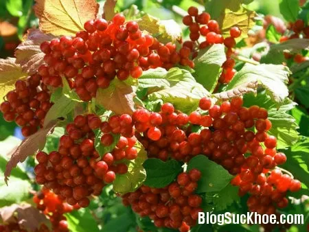 Ngũ vị tử chữa viêm gan, hen suyễn
