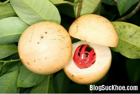 Nhục đậu khấu - “Viagra” cho nữ giới