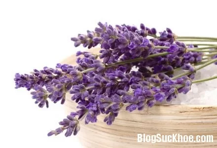Tác dụng chữa bệnh của hoa oải hương