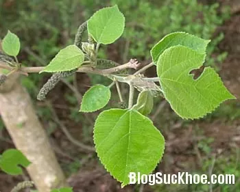 Bài thuốc trị cảm cúm từ cây rau ráng