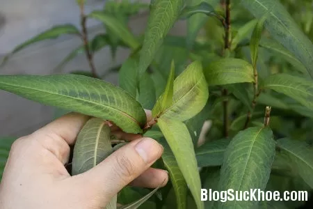 Lý do nam giới không nên ăn nhiều rau răm