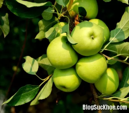 Cây táo ta trị chứng mất ngủ