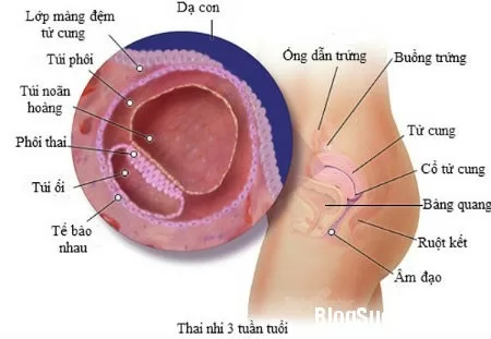 9 điều cực hay về nhau thai có thể mẹ bầu chưa biết