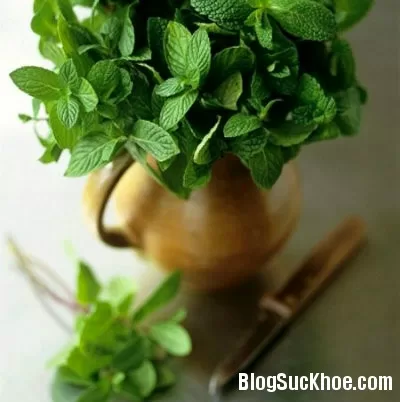 5 cây thuốc điều trị căng thẳng và stress mãn tính
