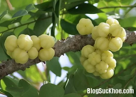 Lợi ích sức khỏe từ chùm ruột