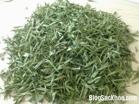 Tác dụng chữa bệnh của cây cỏ ngọt