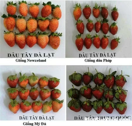 Cách phân biệt dâu tây Đà Lạt và dâu tây Trung Quốc