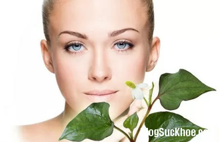Dưỡng da mềm mịn, giảm nhờn nhờ diếp cá