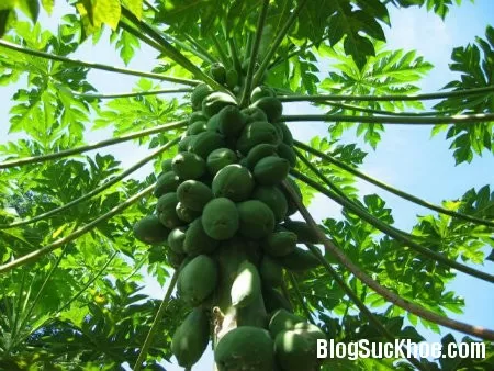 Tác dụng ngừa sẩy thai của cây đu đủ
