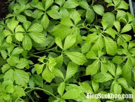 Giảo Cổ Lam: Thảo dược quý cho con người