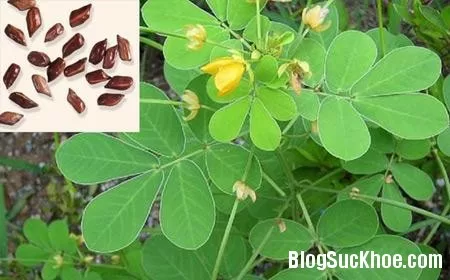 Bài thuốc dân gian từ hạt muồng